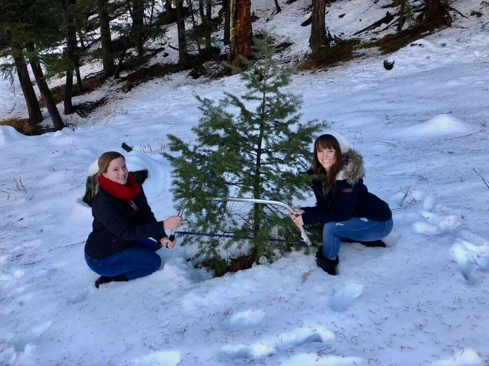 Christmas trees